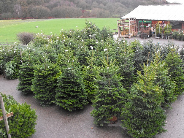 1st Putney Scouts Christmas Trees