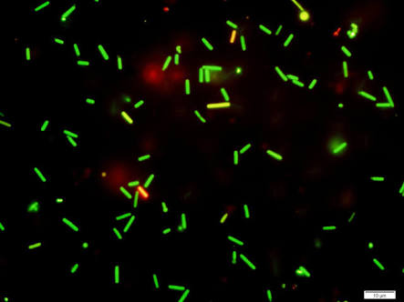 Of Microbes and Minerals - Science Workshop