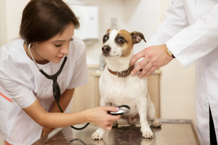 Holiday Vet Camp - for kids age 9 - 14
