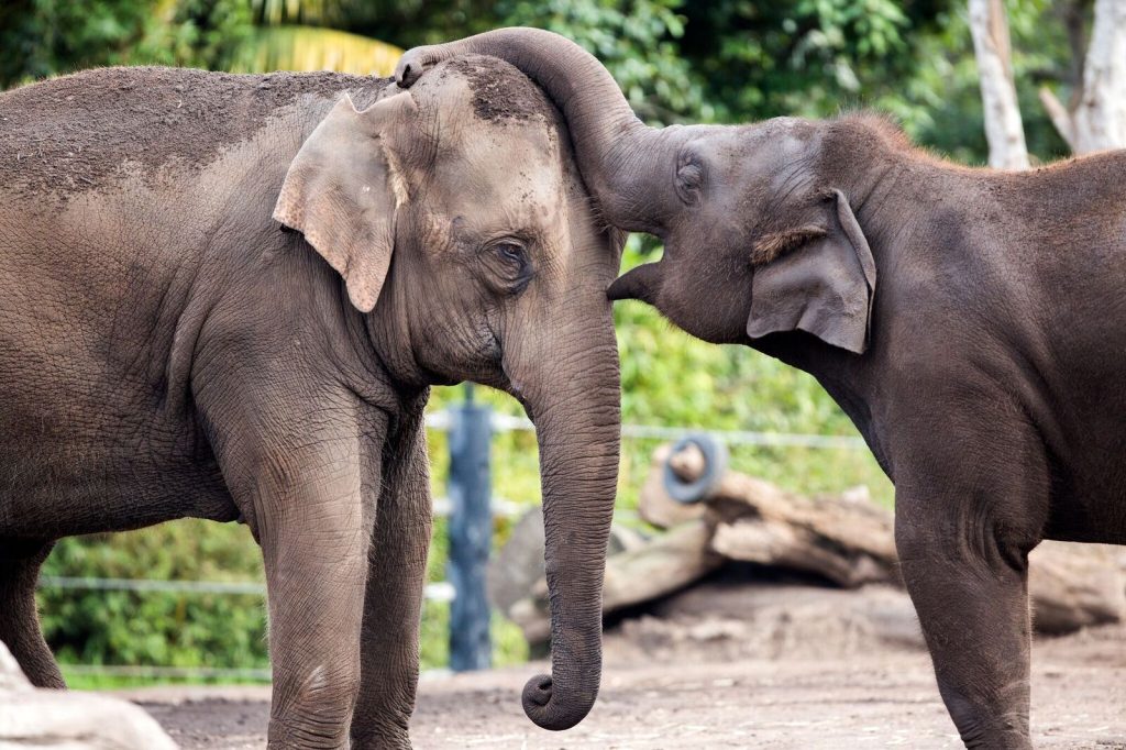 Taronga Zoo Annual Pass