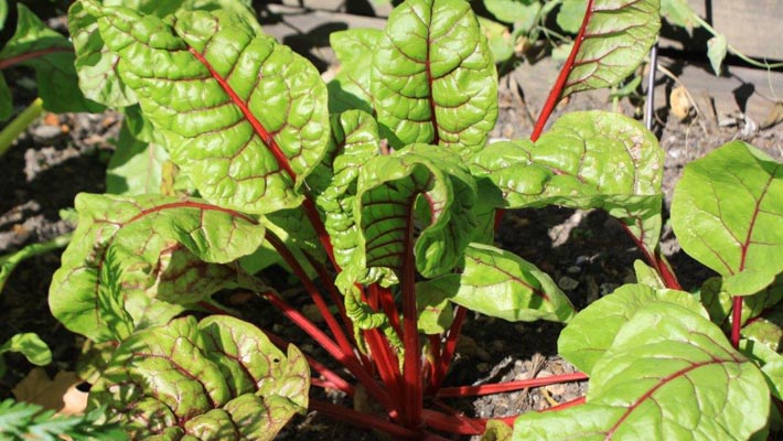 Kitchen Gardening Workshop @ The Habitat