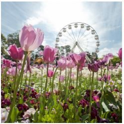 Floriade, Canberra
