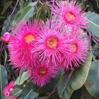 The Sydney Gardening Show, Rosehill Gardens Racecourse