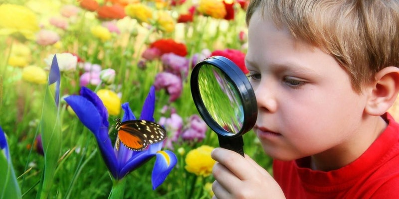 Butterfly Gardens, Royal Botanic Garden