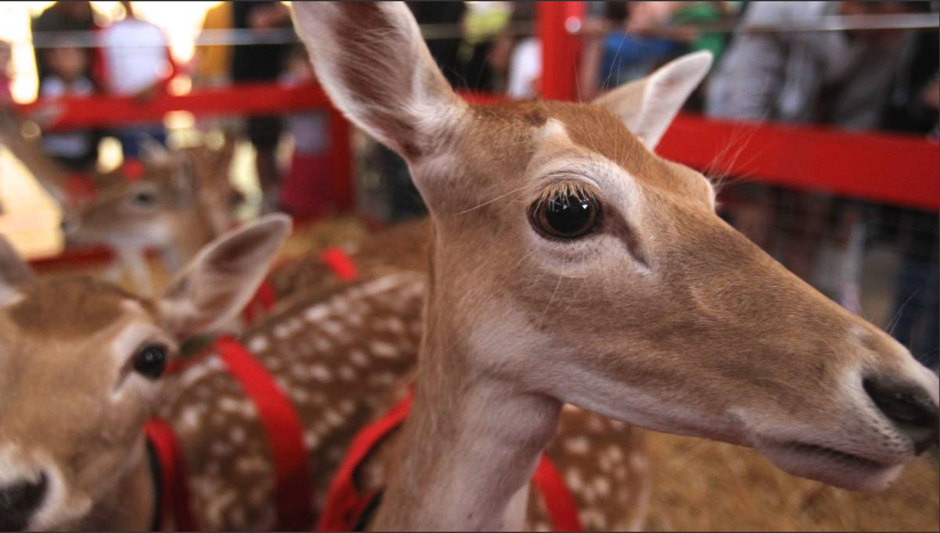 Santa's Arrival at Chatswood Chase Sydney