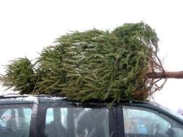 East Ryde Scouts Christmas Tree Drive