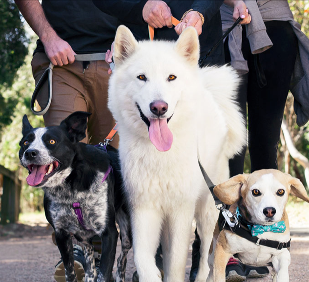 RSPCA Million Paws Walk