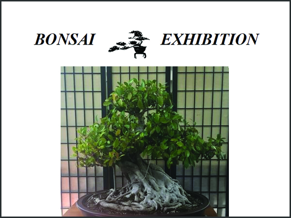 Bonsai Exhibition presented by Bonsai Study Group - West Pymble