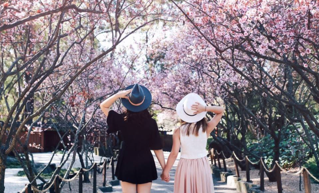 Sydney Cherry Blossom Festival, Auburn Botanic Gardens