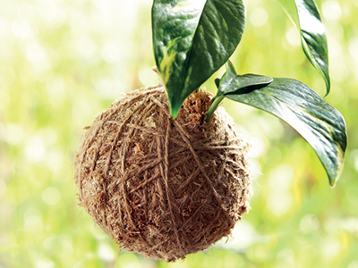 Kokedama Workshop, EDEN GARDENS