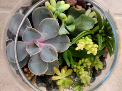 Succulent Bowl Workshop, Eden Gardens