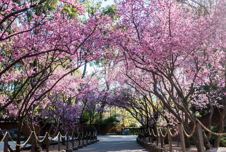 Sydney Cherry Blossom Festival, Auburn