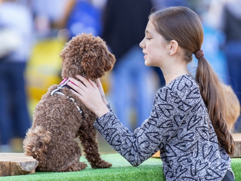 Pet Festival 2019