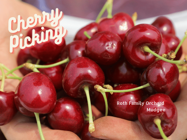 Cherry Picking at Roth Family Orchard