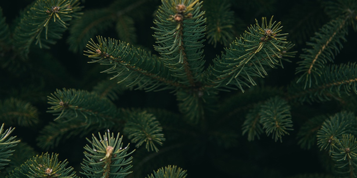 Putney Scouts Xmas trees fund raiser