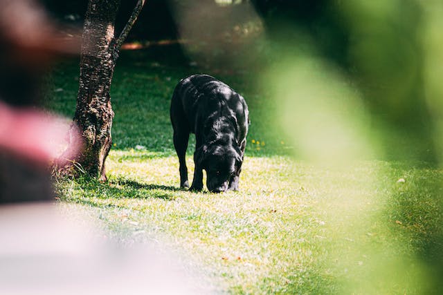 PetsForHomes Doggy Scavenger Hunt