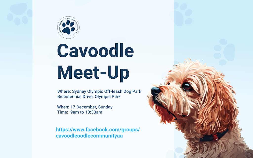 Cavoodle Oodle Community Meet-up